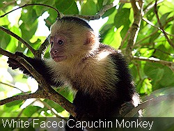 White Faced Capuchin Monkey 